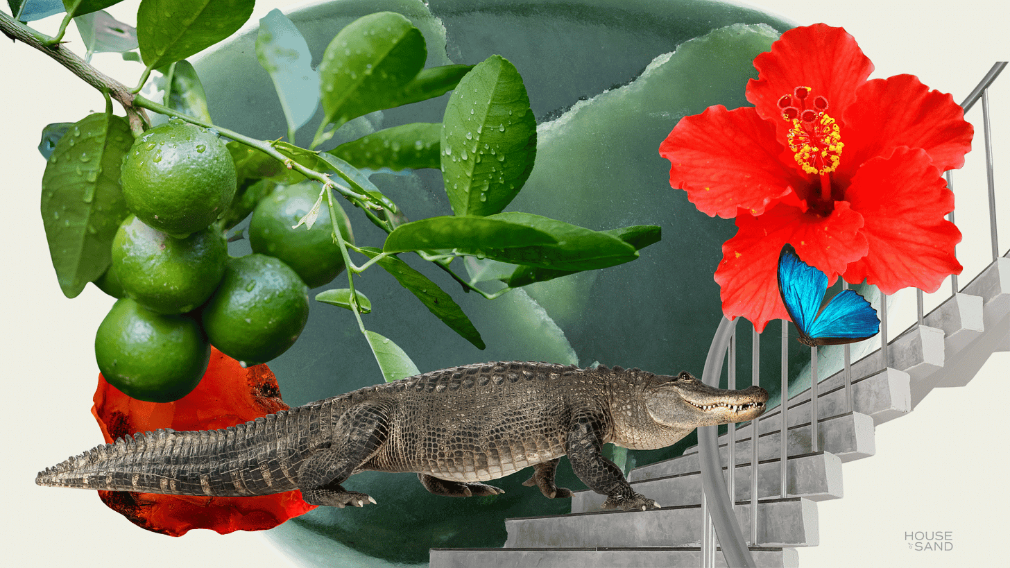 Collage of lime tree, carnelian, crocodile, and hibiscus. What is ritual? Sacred space to shift consciousness. Collage of lime tree, carnelian, crocodile, and hibiscus. What is ritual? Sacred space to shift consciousness.