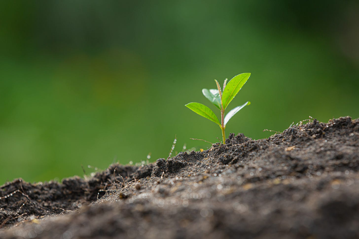 seedling sprouting out of the dirt
