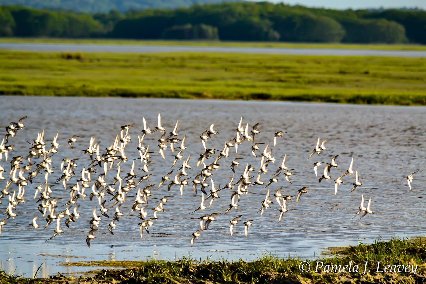 May be an image of sea bird and wading bird