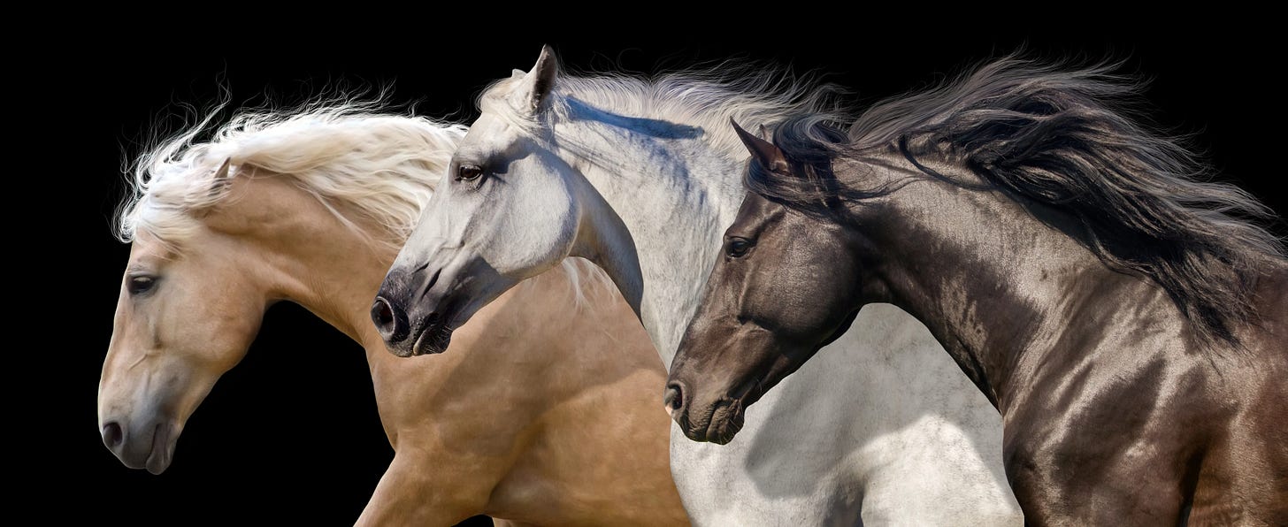 A palomino, white, and bay horse running