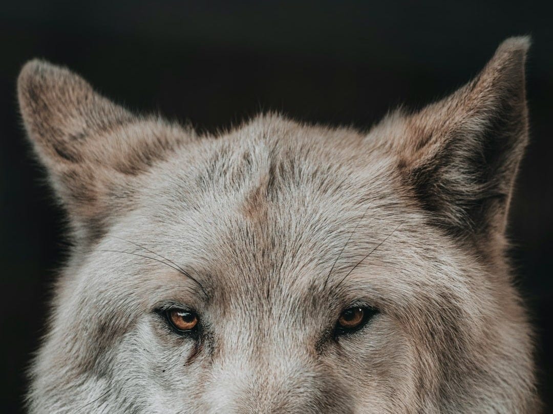 a wolf looking at the camera