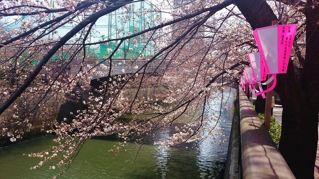 Cherry Blossom in NakaMeguro Cherry Blossom in NakaMeguro
