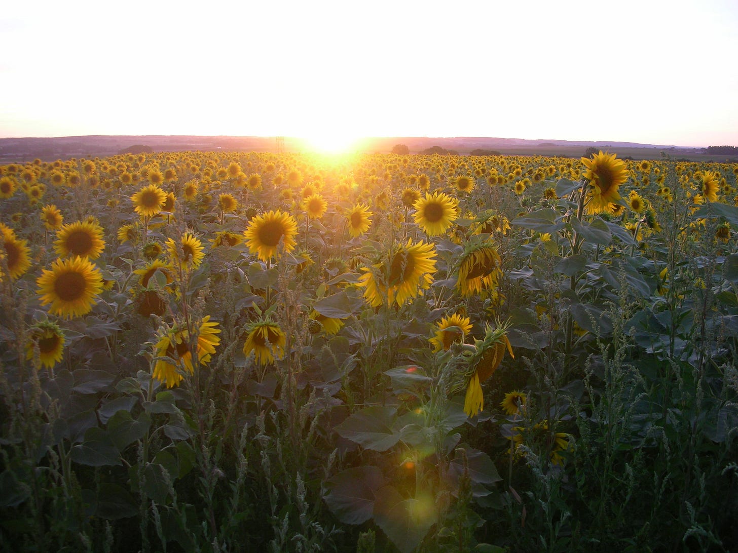 the sun going down over a sunflower field