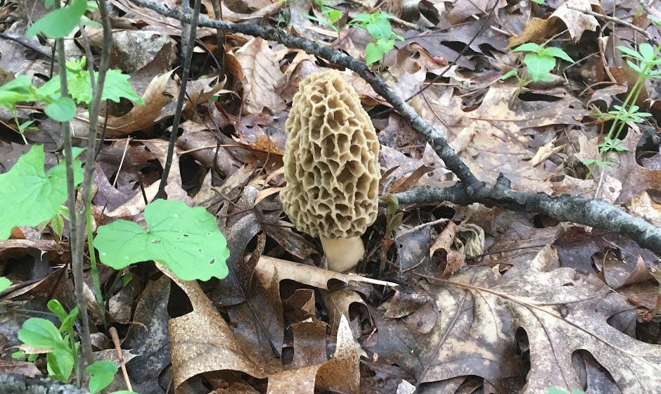 A golden morel mushroom pokes out of some wet leaves in central Wisconsin.