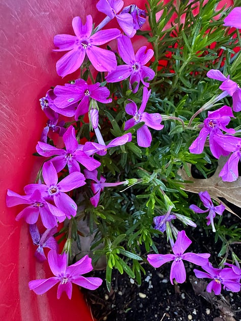 pink and lavender creeping phlox