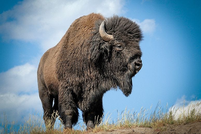 bison