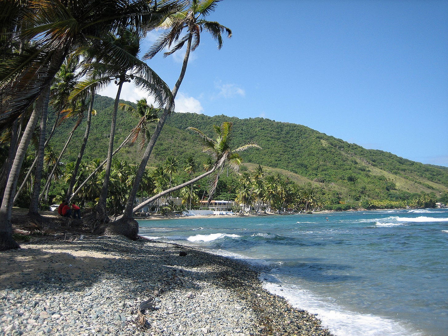 lovely beach in puerto rico with palm trees lovely beach in puerto rico with palm trees