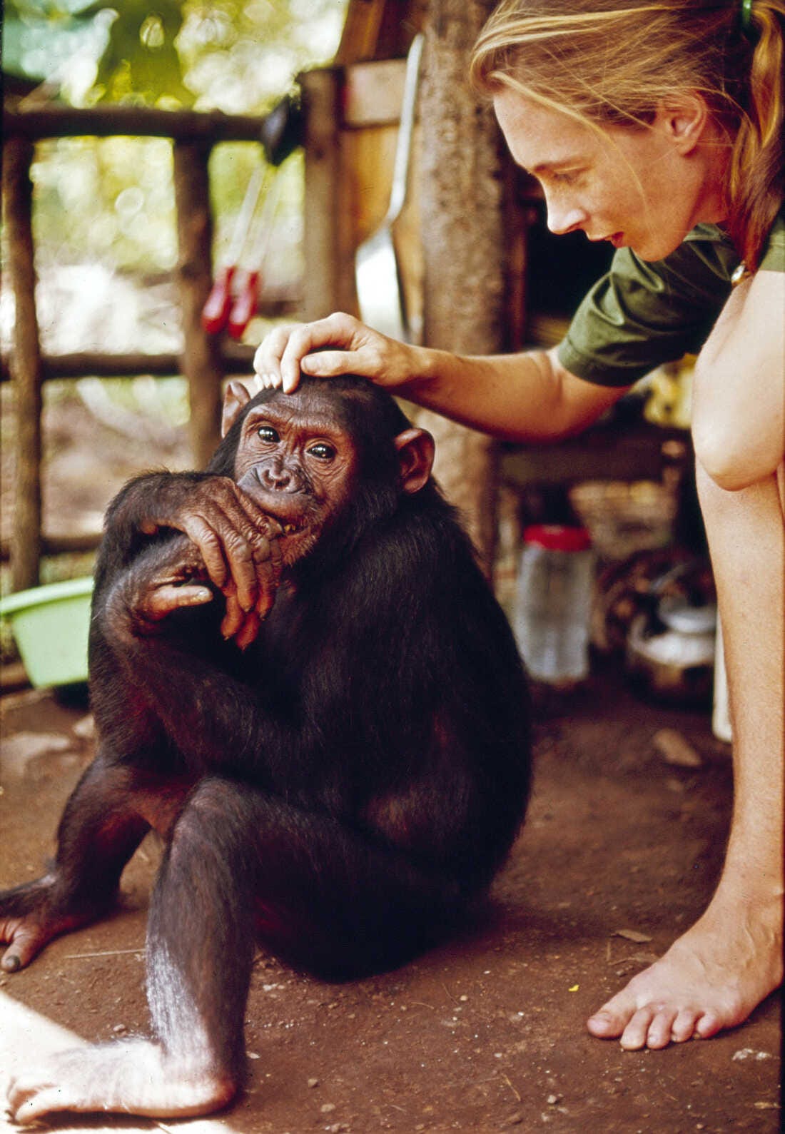 Goodall interacts with a chimp at Gombe Stream National Park in Tanzania, in the 1965 television special "Miss Goodall and the World of Chimpanzees."