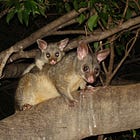 Possums and the Evolution of Consciousness