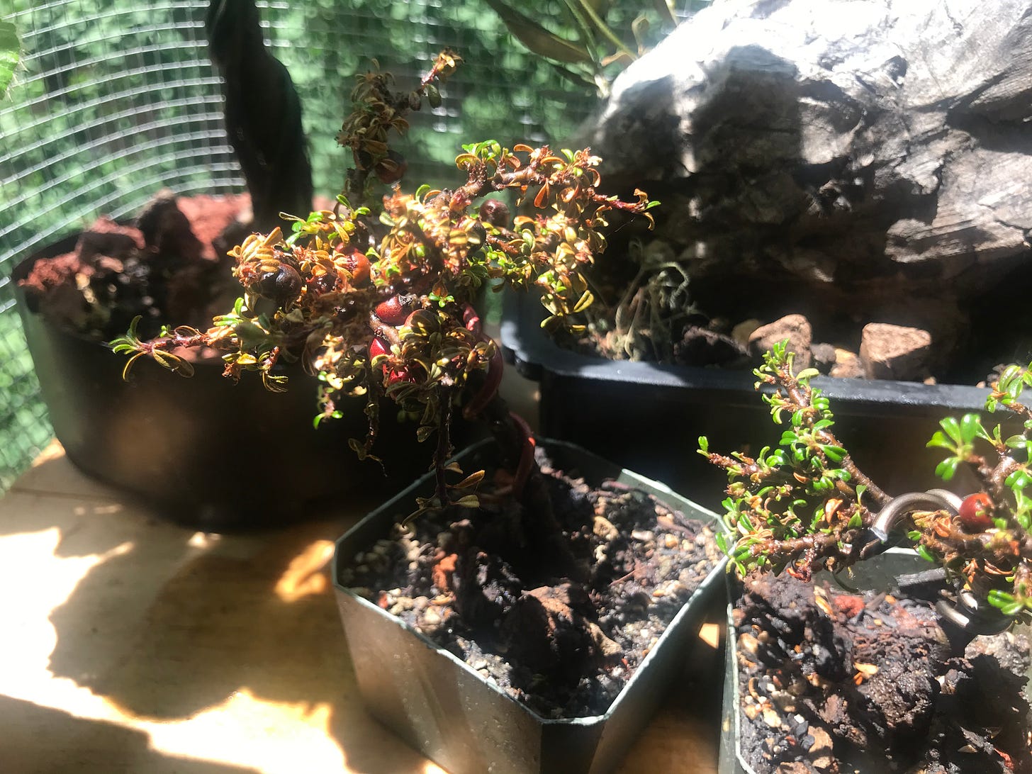 Image description: Photo of small cotoneaster bonsai with yellow leaves. End image description.