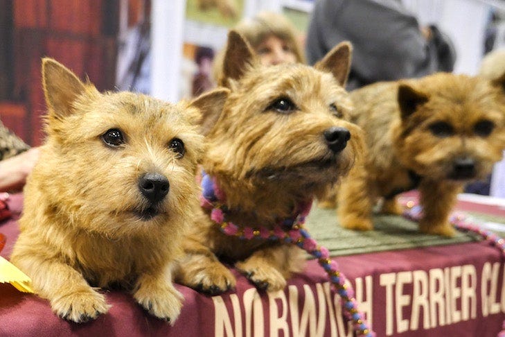 What You'll See and Do at AKC Meet the Breeds New York – American Kennel  Club
