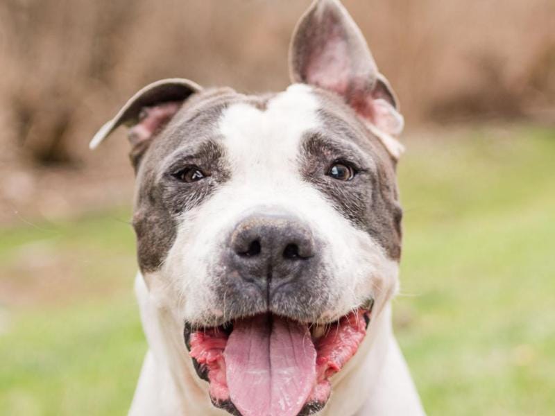 Adoptable Dog of the Week: Frida