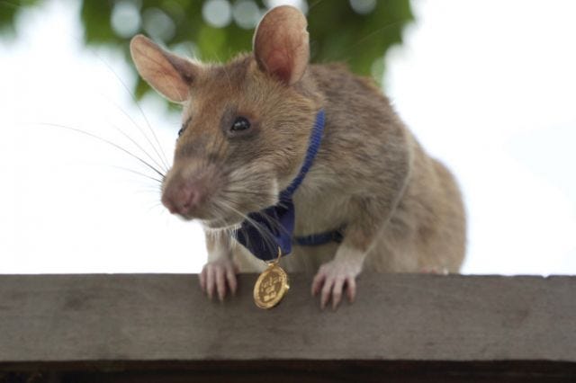 Magawa the rat Magawa the rat