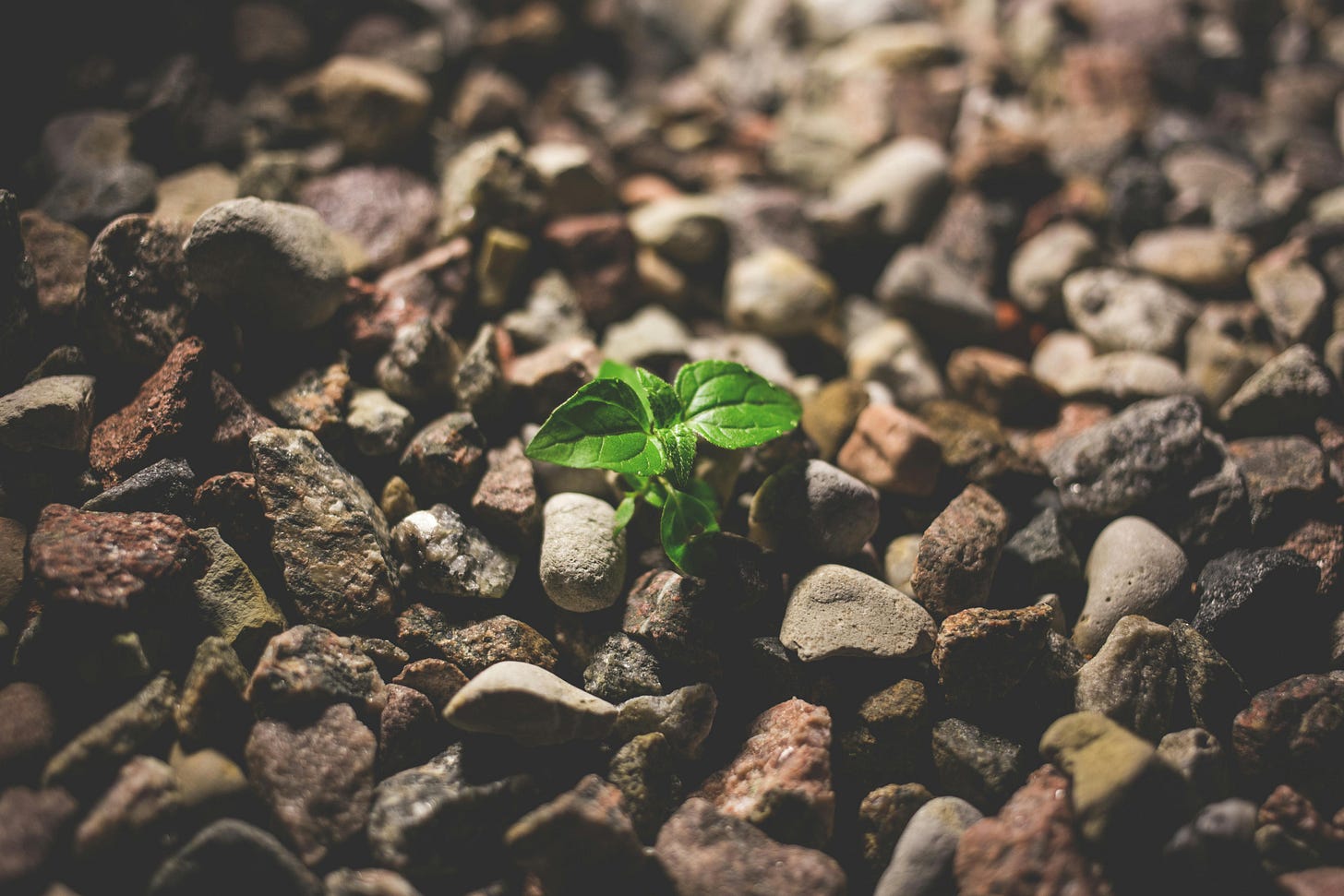 Green Leafy Plant Starting to Grow on Beige Rocks Green Leafy Plant Starting to Grow on Beige Rocks