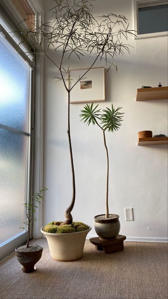 house plants. house plants.
