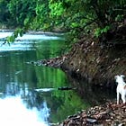 Want to Feel Better? Observe Nature. Down-Regulate Your Nervous System.