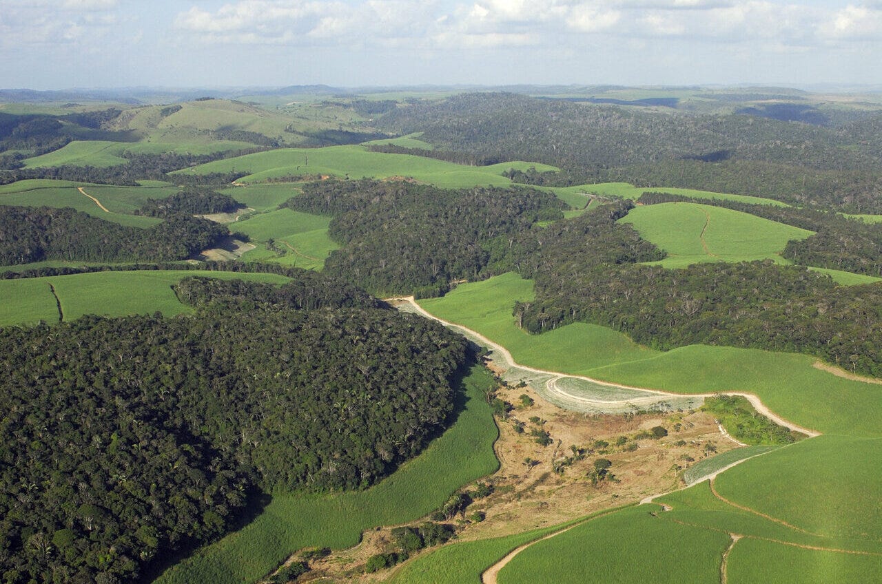 EarthStuff - Larger Forest Patches Have Greater Per-Area Productivity