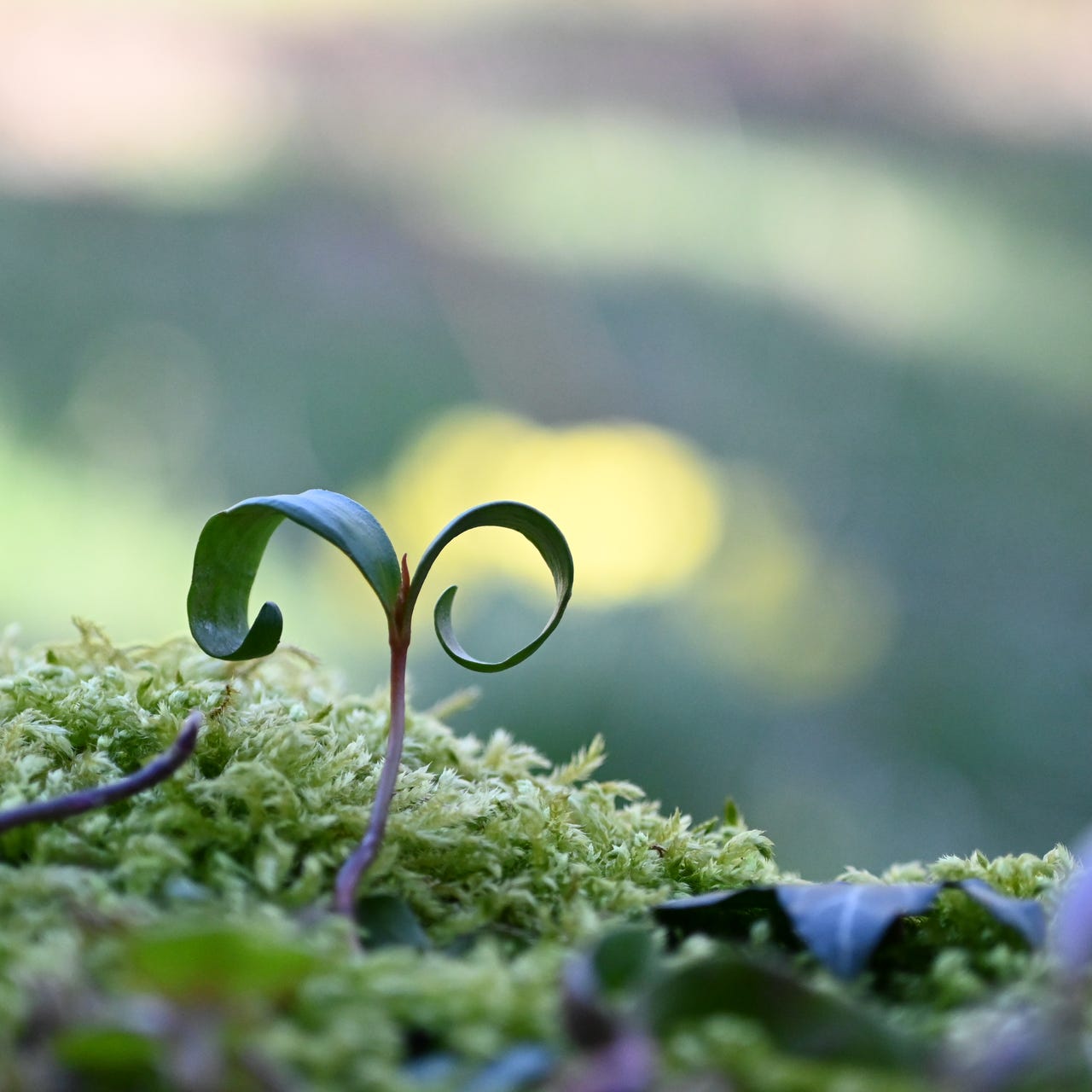 Something I have noticed...