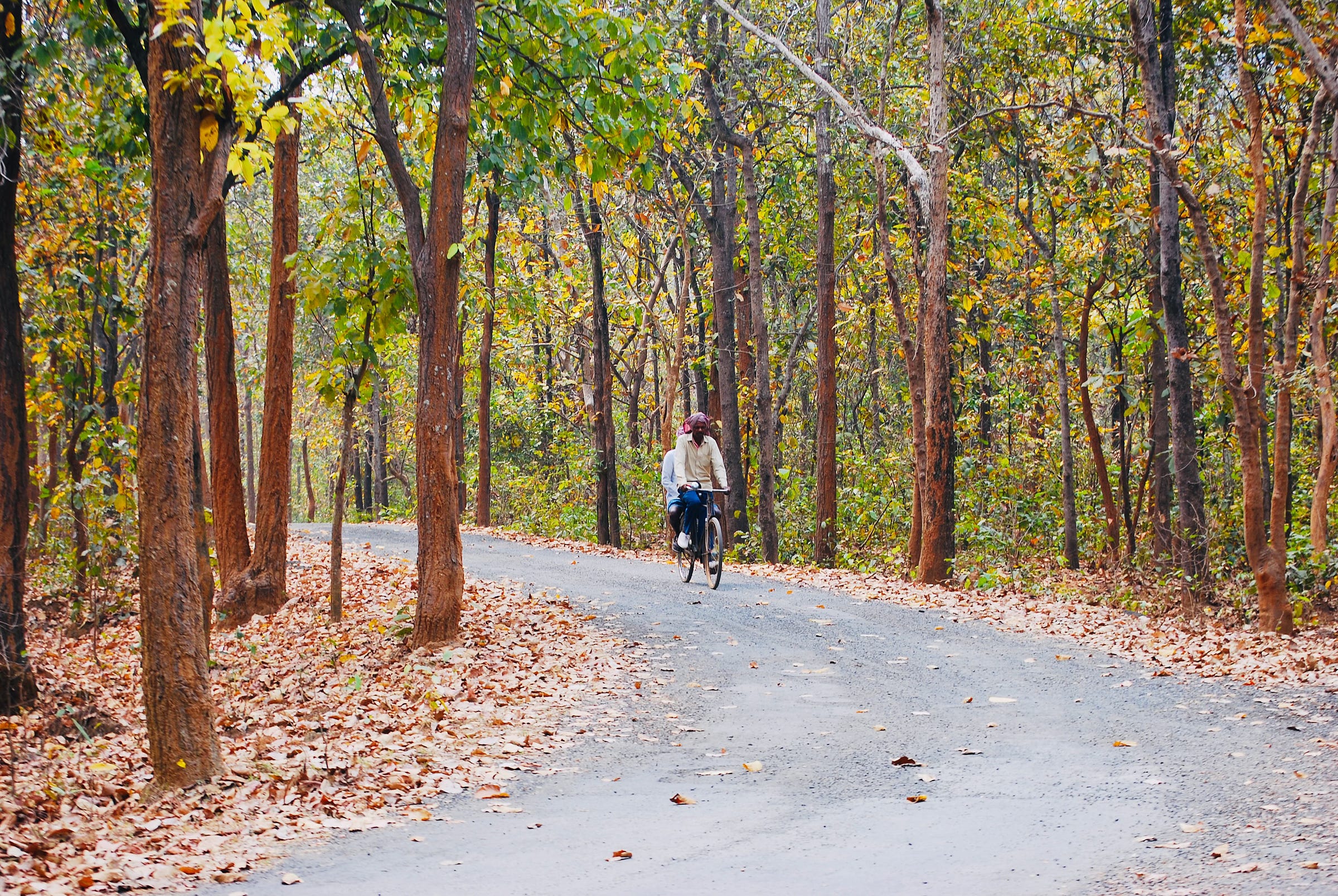 A man rides a bicycle with another pillion riding with him through the Ajodhya Hills forest. A man rides a bicycle with another pillion riding with him through the Ajodhya Hills forest.