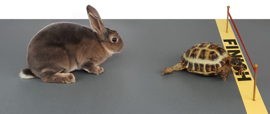 Turtle and Rabbit Story - Bedtime