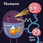 Vitamin A: The Extraordinary Hero for our Eyesight, Immunity and Bones