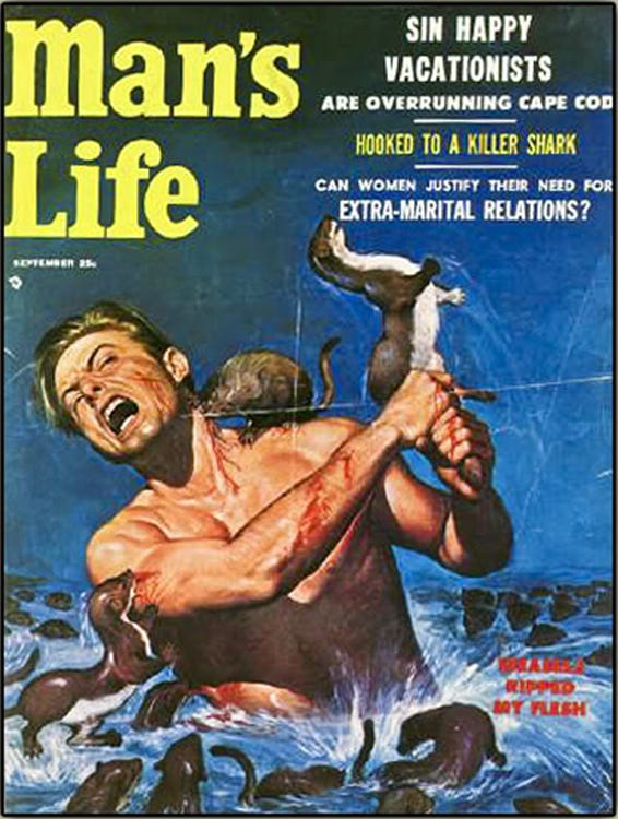 Vintage 'Man's Life' magazine cover with lurid painting of a muscular shirtless guy screaming as he fights a horde of what look like ferrets, with the article title 'Weasels Ripped My Flesh.' Yes, this is where Zappa got that album title. Vintage 'Man's Life' magazine cover with lurid painting of a muscular shirtless guy screaming as he fights a horde of what look like ferrets, with the article title 'Weasels Ripped My Flesh.' Yes, this is where Zappa got that album title.