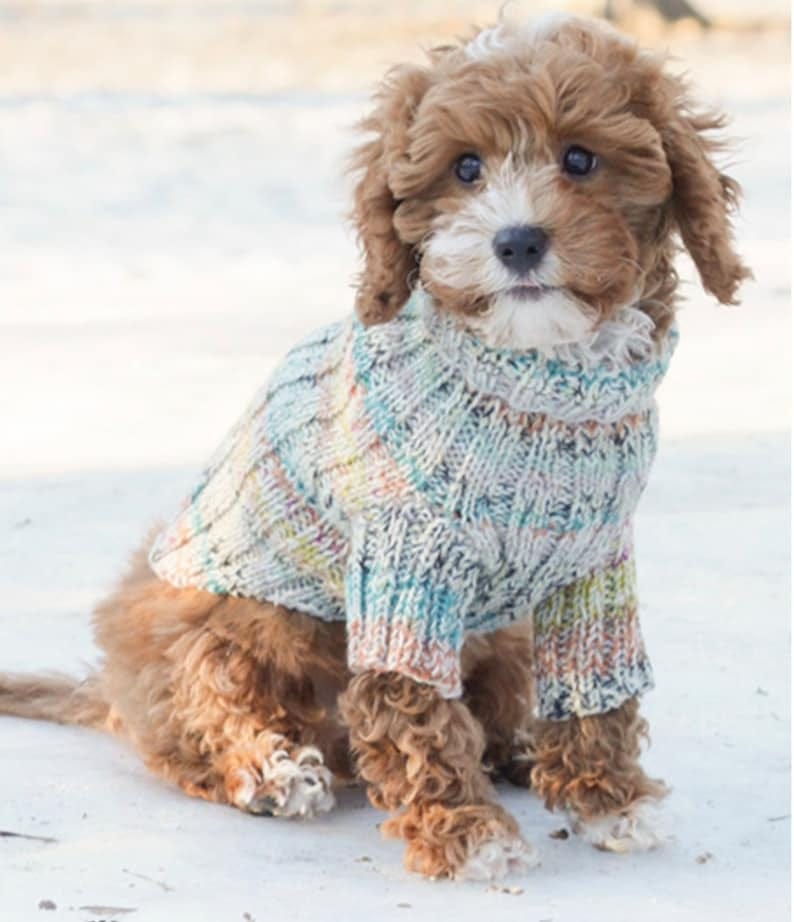 May include: A small, brown and white dog wearing a light blue, multi-colored sweater with a cable knit design.