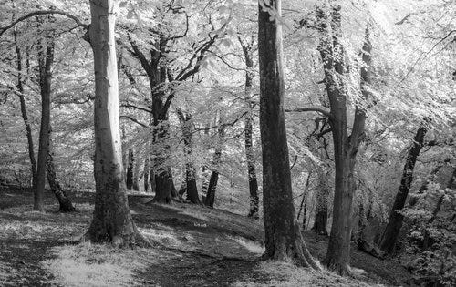 IR Trees A Day -6.jpg
