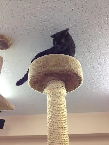 Cat Cafe Tokyo Cat Cafe Tokyo