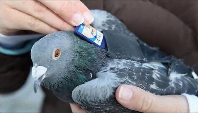 A pigeon carrying an SD card.