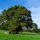 151. Judge Wyndham’s Oak