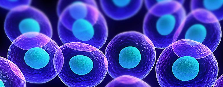 human cell