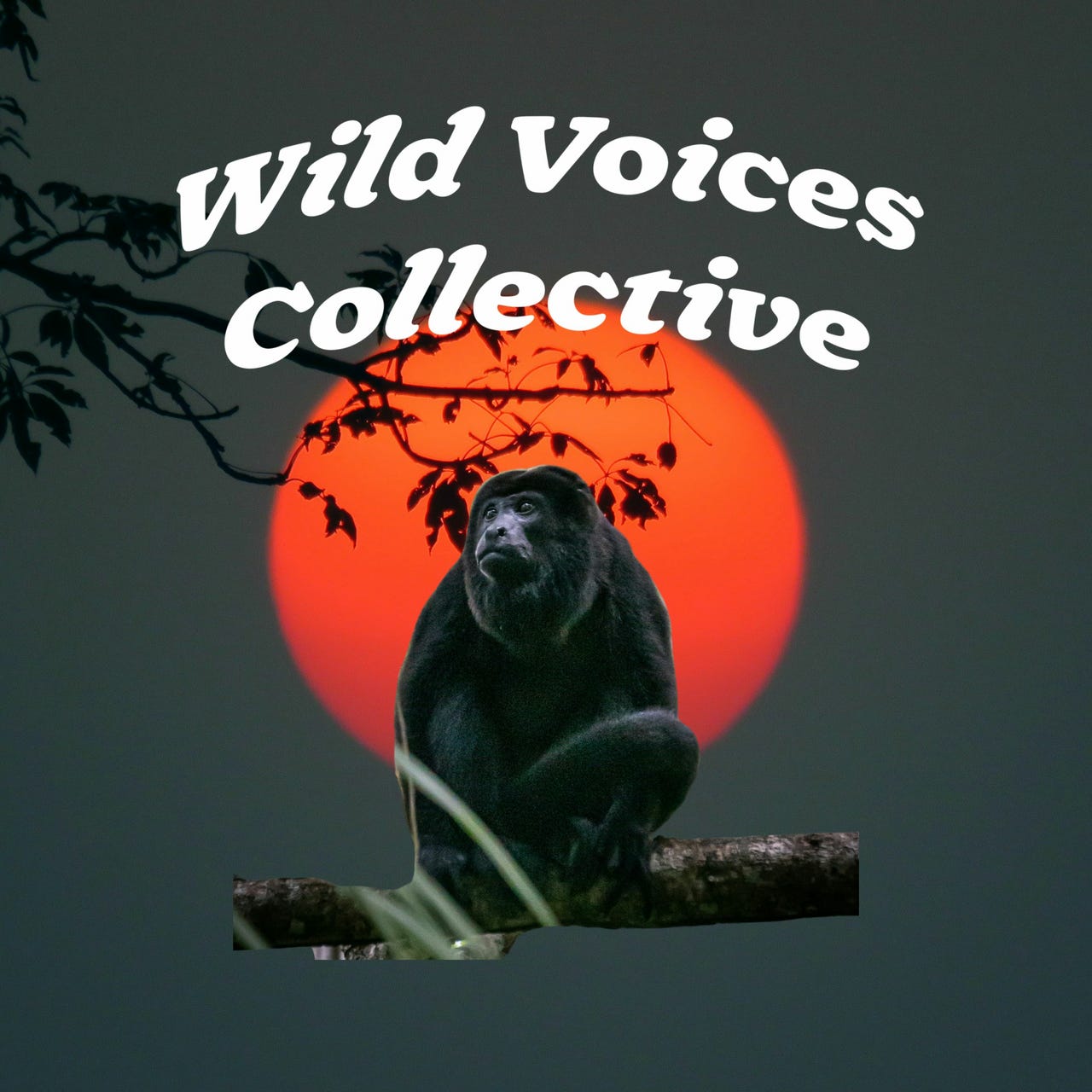 Wild Voices Collective
