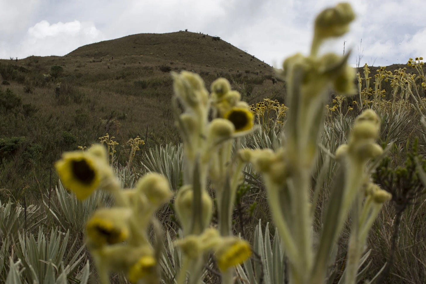 Frailejon plants grow at the Chingaza National Natural Park in the northeast of Bogota, Cundinamarca department, Colombia. Frailejon plants grow at the Chingaza National Natural Park in the northeast of Bogota, Cundinamarca department, Colombia.