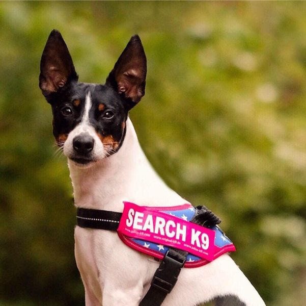 Rat Terrier Bravo wearing a SEARCH K9 vest
