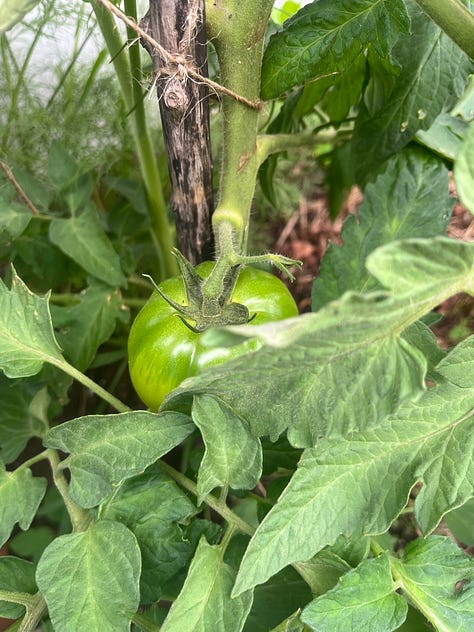 three photos of individual or clusters of unripe green tomatoes