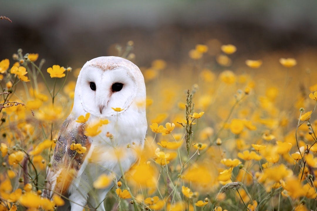 white and brown barn owl on yellow petaled flower field