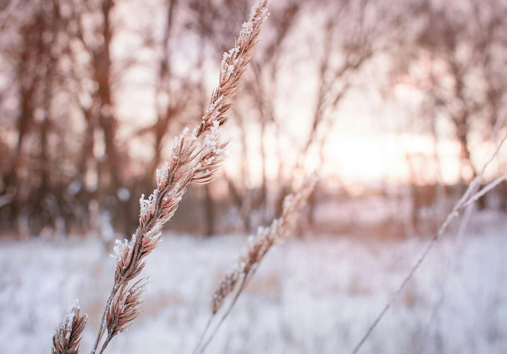 Frosty wheat at the edge of a snowy field during a peachy-rose winter sunset Frosty wheat at the edge of a snowy field during a peachy-rose winter sunset