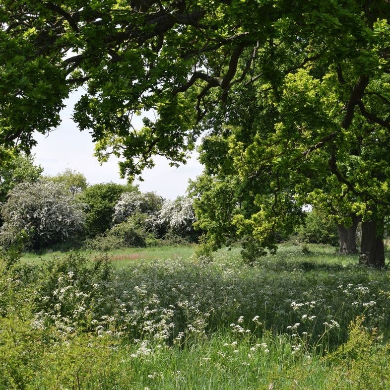 in the meadow logo
