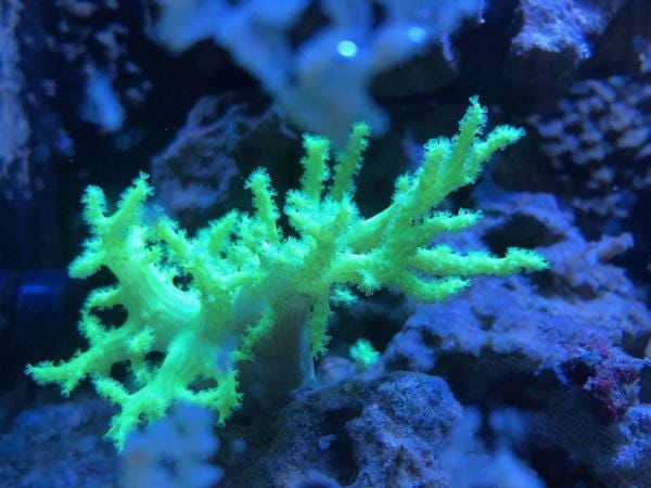 Survivor, a Green Nepthea coral, belongs to VIP Heidi and enjoys glowing at night. Would you like to nominate your pet to appear in The Highlighter? hltr.co/pets Survivor, a Green Nepthea coral, belongs to VIP Heidi and enjoys glowing at night. Would you like to nominate your pet to appear in The Highlighter? hltr.co/pets