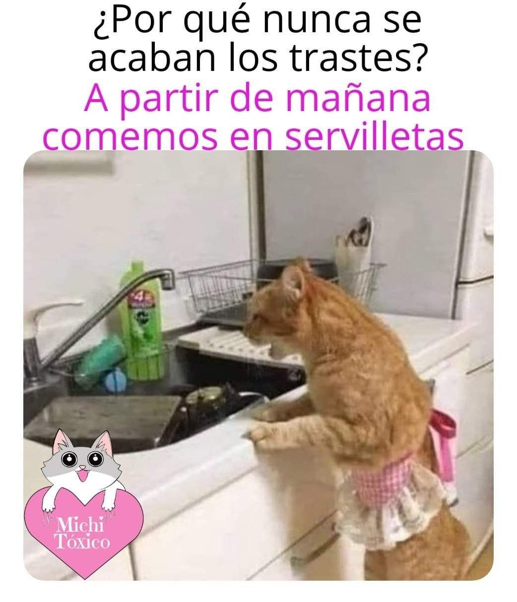PLATOS | Meme gato, Chistes geniales, Memes para reir