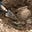 Trowel Excavator's avatar