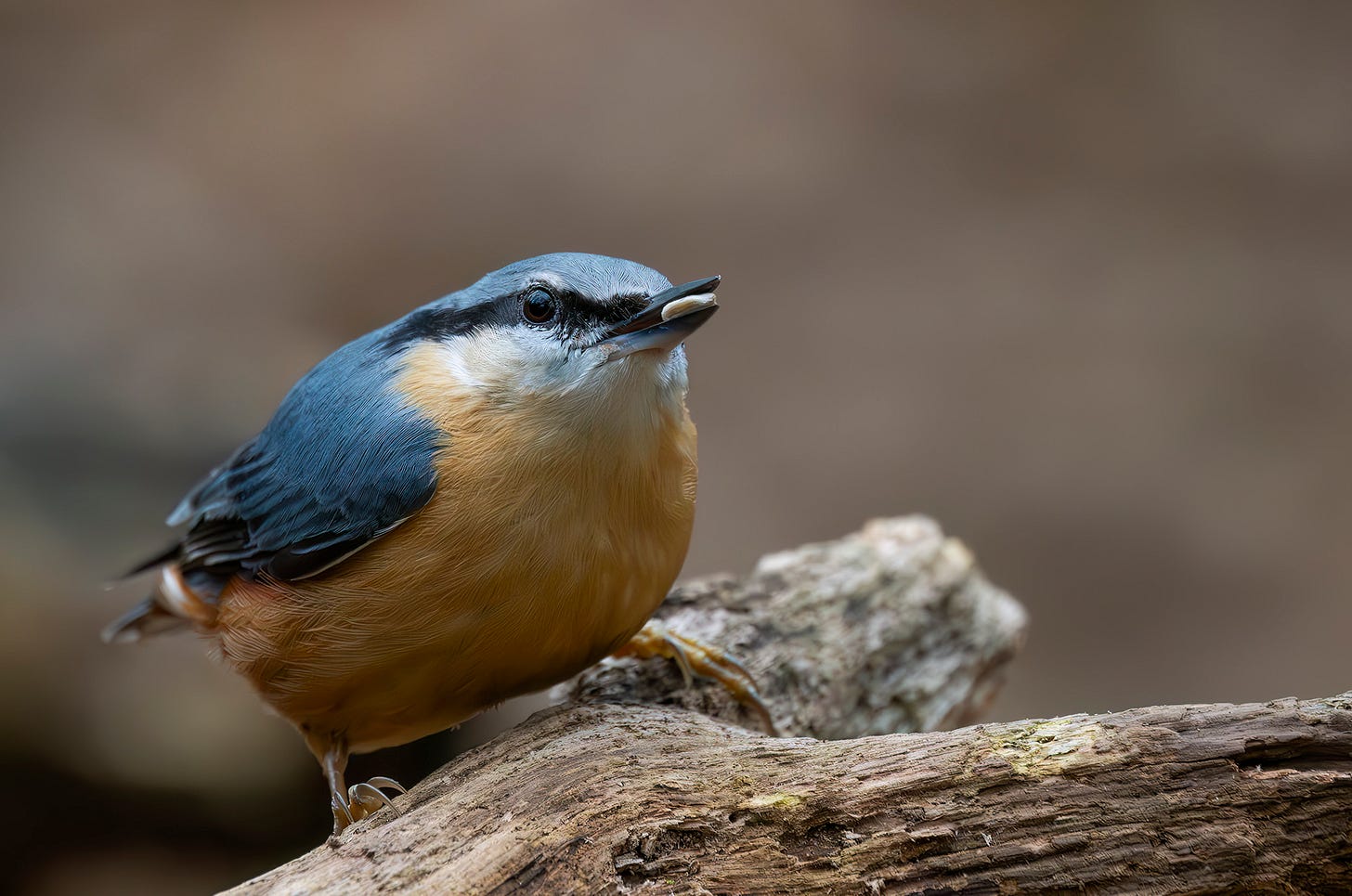 Photo of a nuthatch on a log with a nut in its beak