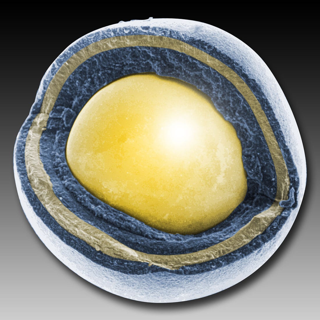 Cross-section visual of a TRISO fuel particle Cross-section visual of a TRISO fuel particle