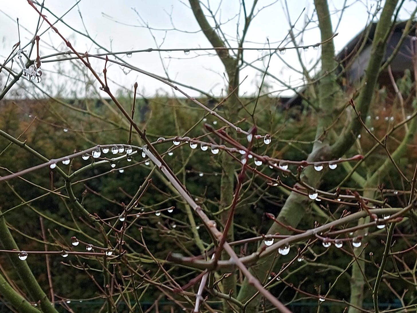 rain drops on branch rain drops on branch