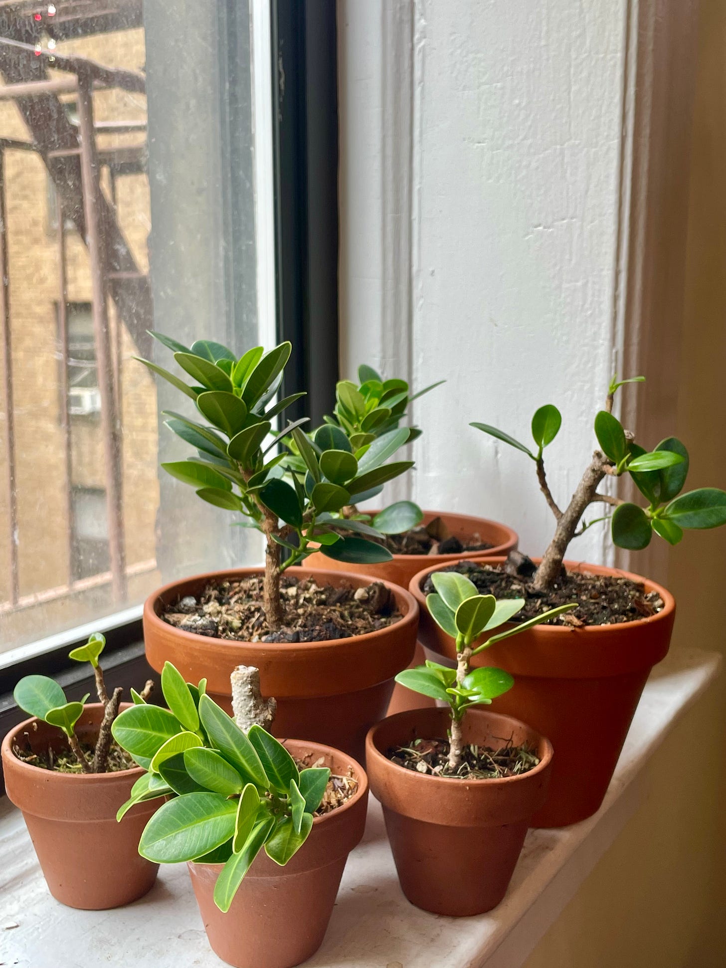 ID: Photo of 6 small pots of ficus cuttings on my windowsill.