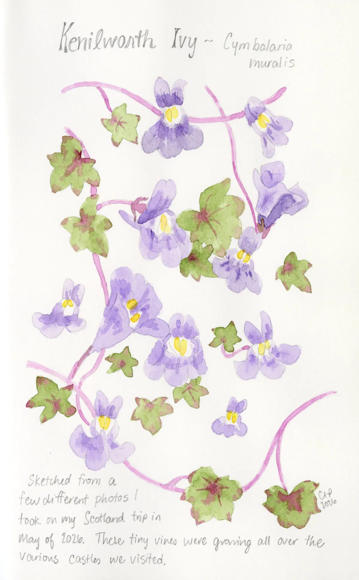 A pencil and watercolor sketch of Kenilworth Ivy.