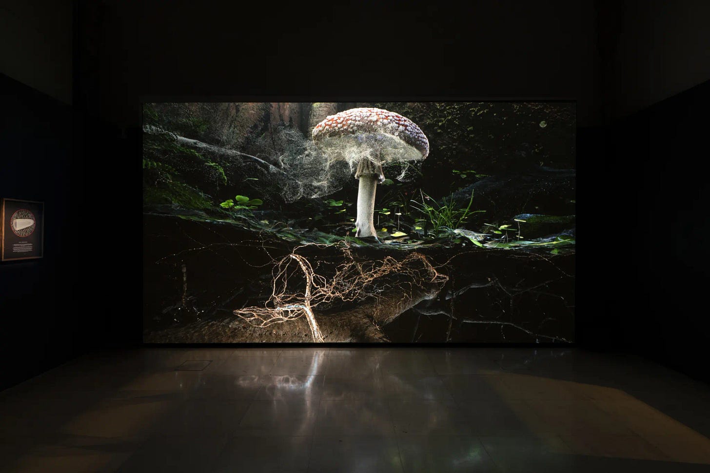 An animated digital animation of a larger than life photo-realistic fungi by Marshmallow Laser Feast in a darkened empty gallery space.
