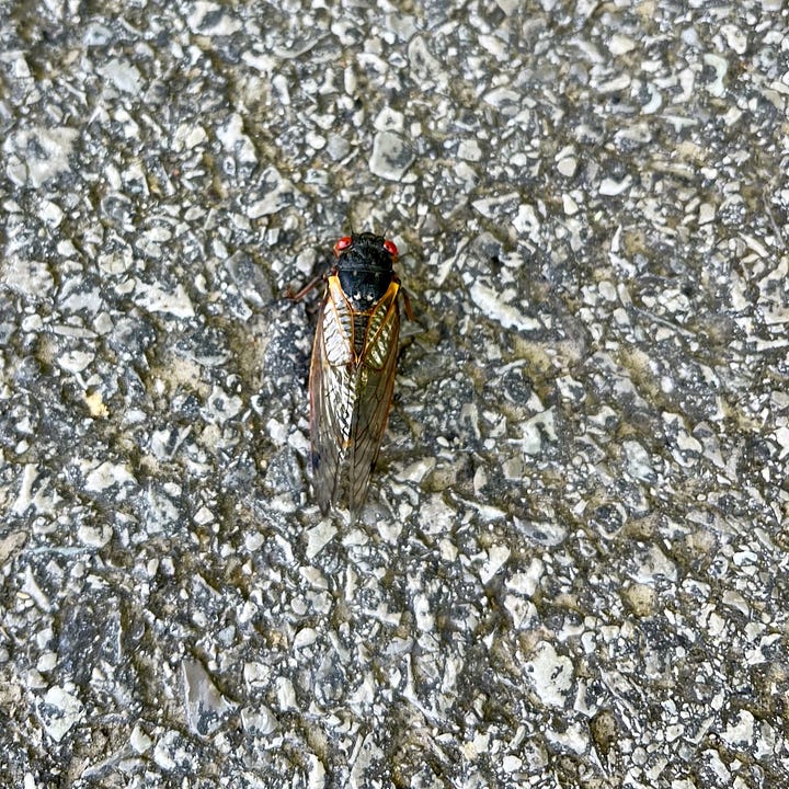 a gold and silver cicada wing, a cicada with wings spread, two whole cicadas