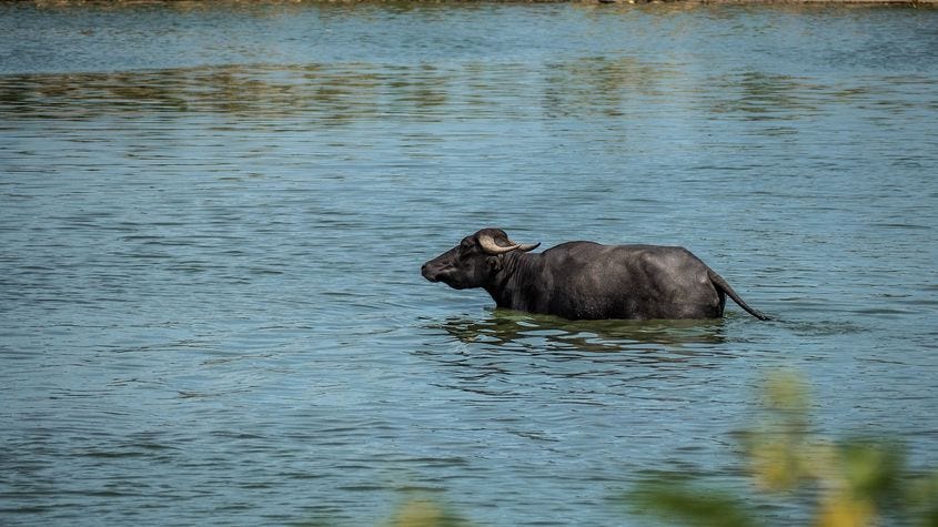 A carabao bathing in a pond in Nueva Ecija
